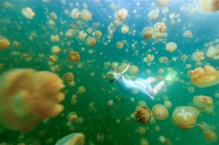 Michael Himawan Jellyfish: A Comprehensive Look Into the Life, Achievements, and Legacy